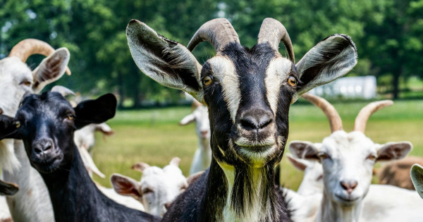 Borítókép: 6 állatjegy, akinek balszerencsét hoz a július a kínai asztrológia szerint - nem sok jó vár rájuk a Fém-Kecske hónapja!