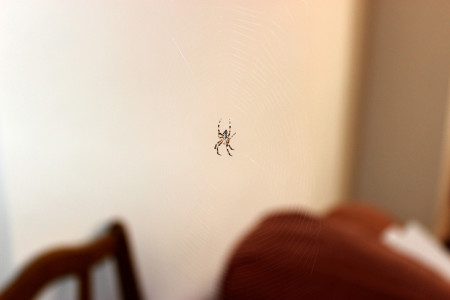Borítókép: 7 takarítási hiba, amitől pókok lehetnek a lakásodban: ezeket érdemes elkerülni