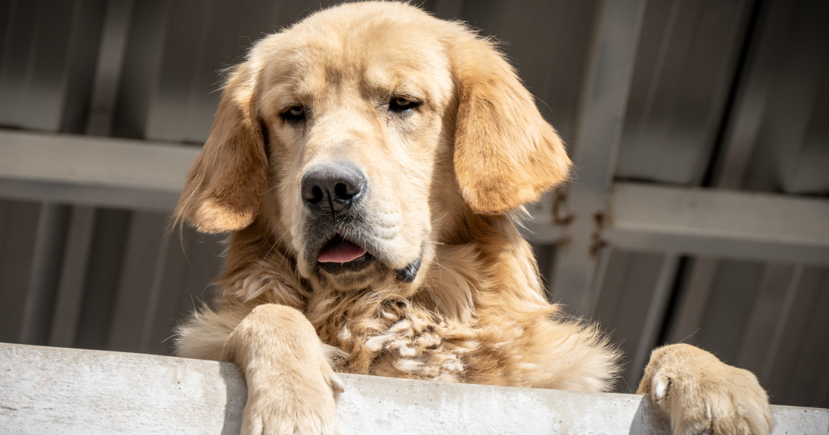 8 dolog, amit minden gazdinak tudnia kell a kánikulában: életveszélyes lehet a kutyákra, ha nem figyelsz oda!