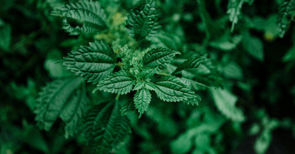 Borítókép: A csalán 8 jótékony hatása a szervezetre - többek között gyorsítja az emésztést, dús hajkoronát varázsol!