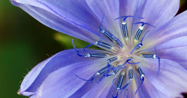 Borítókép: Íme a búzavirág 6 jótékony hatása: sebgyógyító és lázcsillapító hatással is rendelkezik többek között!