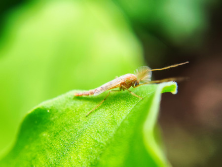 Borítókép: Jönnek az árvaszúnyogok: 6 fontos dolog, amit tudnod kell róluk