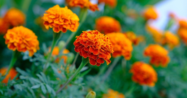 Borítókép: Gyulladáscsökkentő, emésztést segítő, bőrnyugtató csodanövény: a körömvirág jótékony hatásai