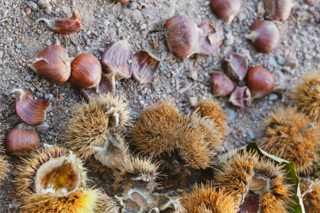 Borítókép: 5 ok, amiért megéri több gesztenyét enni: fogyókúrázóknak és cukorbetegeknek is jó választás