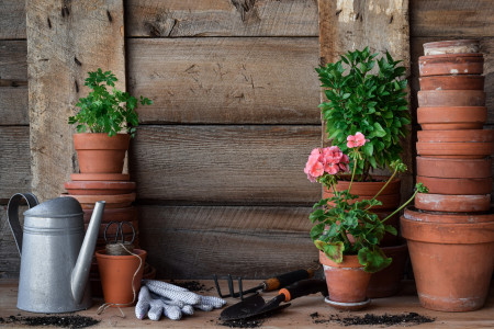 Borítókép: Ha 10 fok alá esik a hőmérséklet, itt az ideje, hogy átteleltesd növényeidet: védd meg virágaidat a fagytól!