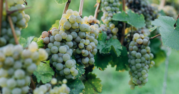 Borítókép: Az ősz egyik legegészségesebb gyümölcse: 6 ok, amiért érdemes szőlőt fogyasztani!!