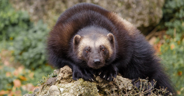 Borítókép: Ők az állatvilág legkegyetlenebbjei: van, aki azért öl, hogy ne hagyjon szemtanút