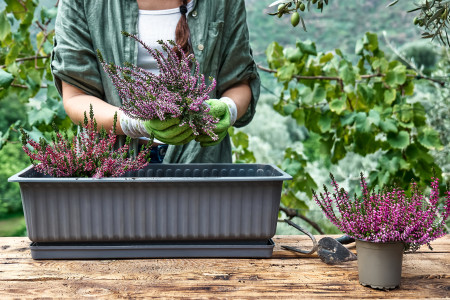 Borítókép: 6 növény, ami télen is csodásan díszít a balkonon vagy a teraszon