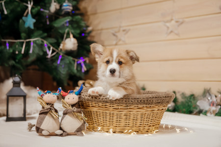 Borítókép: Kisállat a fa alá? Hogyan lehet felelősséggel állatot ajándékozni, és mikor ne tegyük?