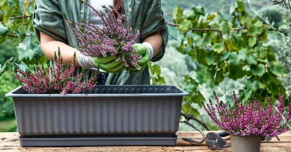 Borítókép: 6 kültéri növény, ami télen is gyönyörű: ezekkel díszítsd most a balkonod