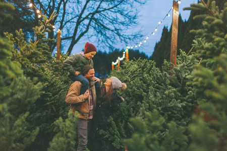 Borítókép: Te tudod, hány évig kell nőnie a fenyőnek, mire karácsonyfa lesz belőle? 