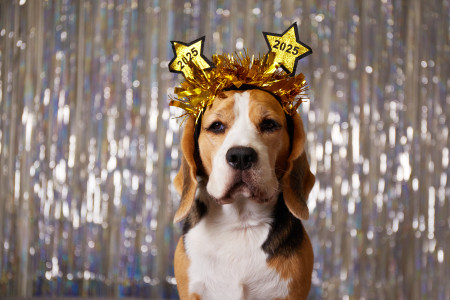 Borítókép: Szilveszteri veszélyek, amelyek kutyákra és macskákra leselkednek – Így teheted számukra nyugodtabbá az ünnepet