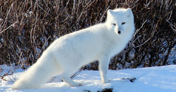 Borítókép: Fagyos rekorderek! Íme 10 állat, ami elképesztően jól bírja a hideget