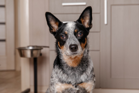 Borítókép: Golden retriever helyett ausztrál pásztorkutya: az új férjtípus, amire minden nő vágyik?