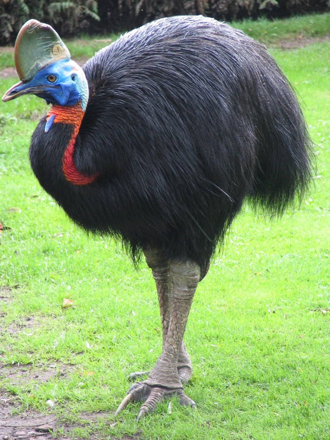 Kazuár