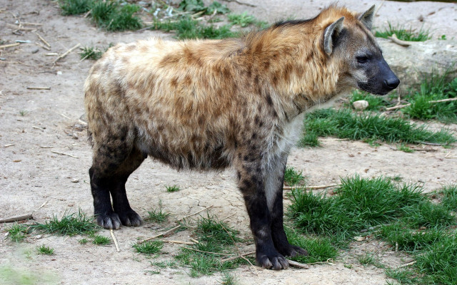Kép