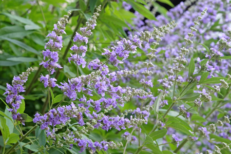 Borítókép: 8 gyógynövény, ami segít a női hormonok harmonizálásában: elősegítik a testi-lelki jóllétet, enyhítik a menopauza tüneteit és az energiaszintet is növelhetik