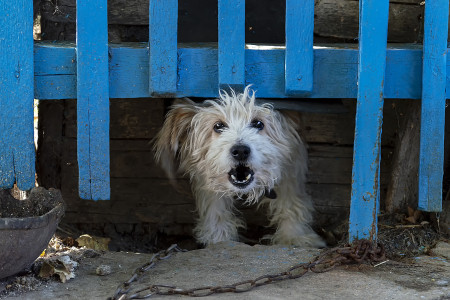 Borítókép: Kell amiatt aggódni, hogy a háziállatok is elkaphatják a száj- és körömfájás betegséget?