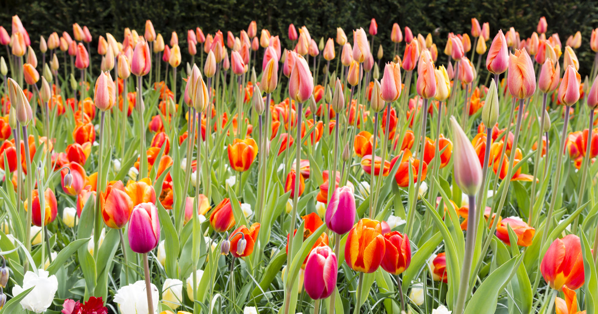Borítókép: Metszőollót a kézbe, és tulipánszüretre fel! 7 csodás hely, ahol szedhetsz magadnak a tavasz virágából