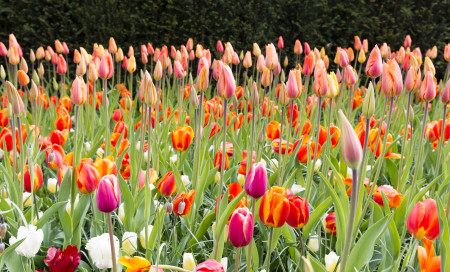 Borítókép: Metszőollót a kézbe, és tulipánszüretre fel! 7 csodás hely, ahol szedhetsz magadnak a tavasz virágából