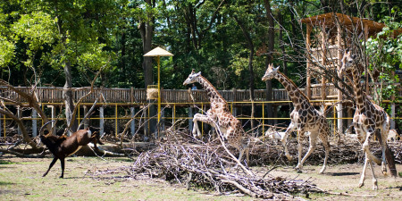 Borítókép: 8 magyarországi állatkert, ahol állati jó programok várnak