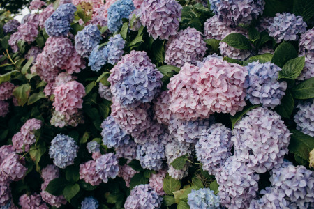 Borítókép: Csodás tavaszi színváltós virágok a kertedbe: többségüket te is könnyedén beszerezheted és elültetheted