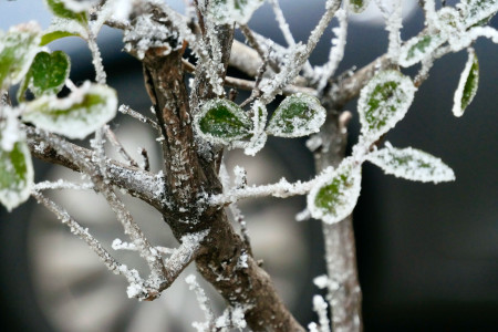 Borítókép: Ezekkel a módszerekkel védheted meg a növényeidet a tavaszi fagyoktól