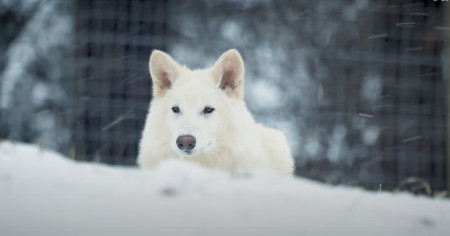 Borítókép: Több mint 10 000 év után „feltámasztották” az óriásfarkast: melyik kihalt faj lehet a következő? 