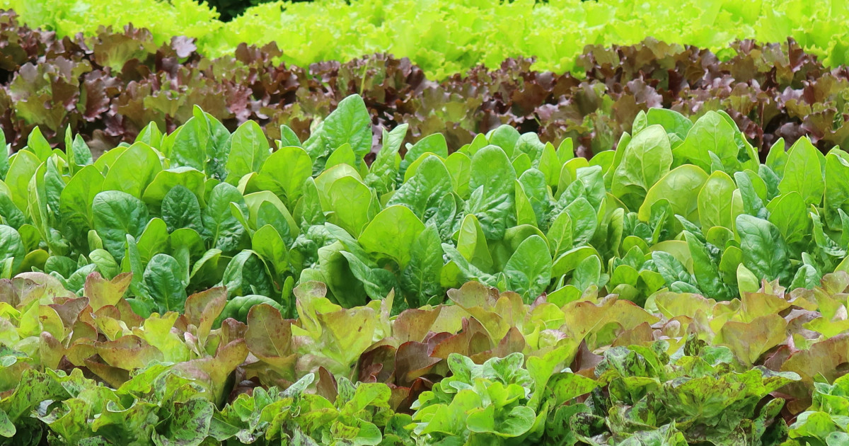 Borítókép: Leveles zöldek, amikért a tested hálás lesz: 8 antioxidánsban gazdag szuperzöldség