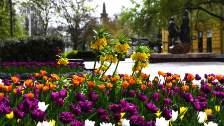 Borítókép: Újra szirmot bontott a Virágos Magyarország
