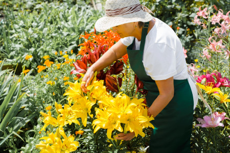 Borítókép: Csodás hagymás és gumós növények, amelyeket tavasszal kell elültetni, hogy nyáron virágba boruljanak