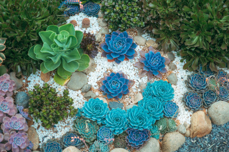 Borítókép: Hogyan építs sziklakertet, ami mindenkit lenyűgöz? 12 növény, amit érdemes beleültetned