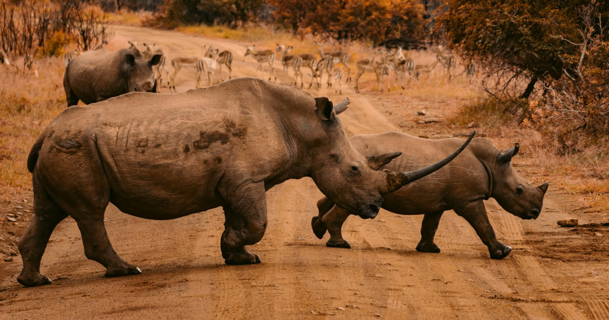 Sétáló orrszarvúk