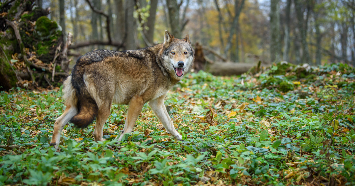 Borítókép: 11 magyarországi vadaspark és szafari, ahova érdemes ellátogatni