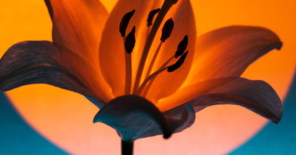 Borítókép: 2 csillagjegy, akiknek szerencsét és sorsfordító változást hoz a májusi telihold: rájuk nagyon pozitívan hat a Virághold!