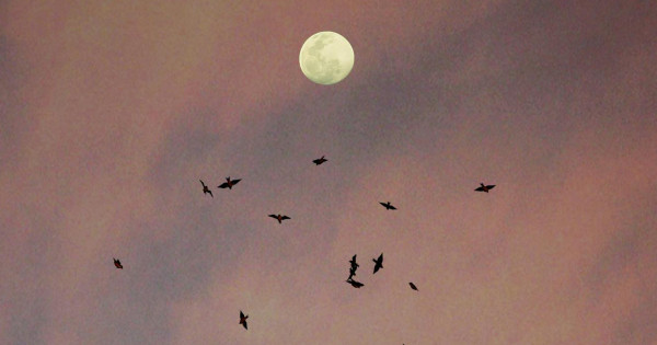 Borítókép: Jön az év legerősebb hatású teliholdja - tisztulás, lelepleződés, felszínre törő átalakulás vár rád most az asztrológus szerint!