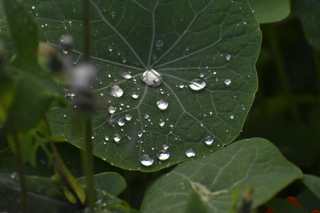 Borítókép: Májusi eső aranyat ér? Közmondások nyomában 