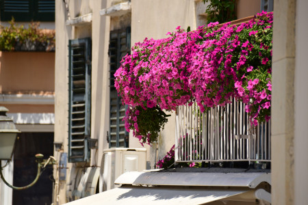 Borítókép: 8 csodaszép balkonnövény, amely egész nyáron díszíteni fogja az erkélyedet és a teraszodat