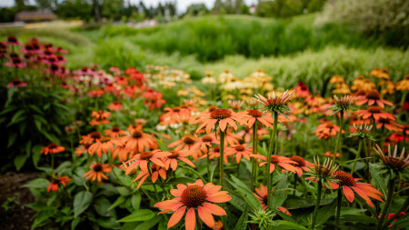 Borítókép: Legyen minél több település részese a Virágos Magyarország környezetszépítő mozgalomnak!