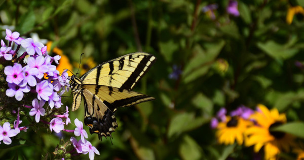 Borítókép: 8 gyorsan növő virág, ami csak úgy vonzza a pillangókat és a beporzókat a kertedbe