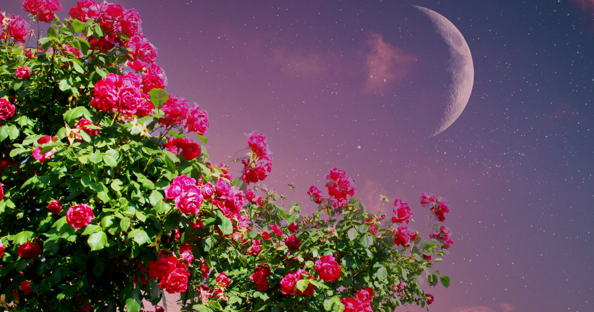 Borítókép: 3 csillagjegy, akinek egész életét megváltoztatja a májusi újhold - nekik kész áldás lesz ez az időszak!