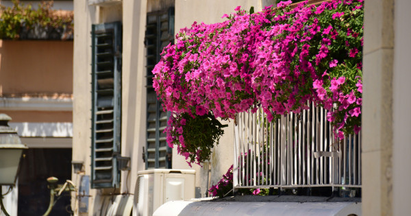 Borítókép: 8 gyönyörű balkonnövény, ami egész nyáron virágozni fog az erkélyeden