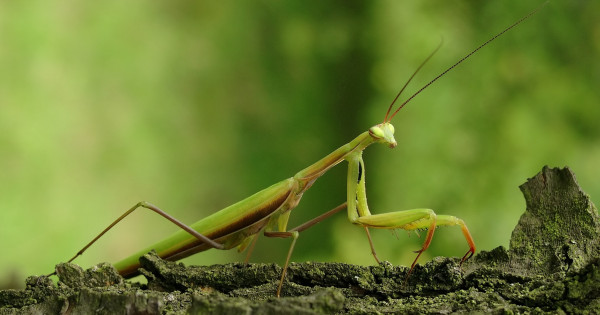Borítókép: 10 dolog a rovarokról, amit csak nagyon kevesen tudnak - fogadjunk, hogy még te sem hallottál ezekről!