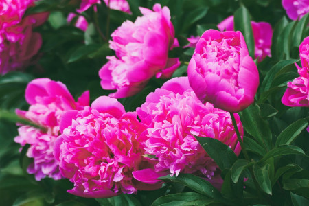 Borítókép: Mit ünneplünk pünkösdkor és milyen népi hagyományok kísérik az ünnepet?