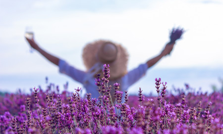 Borítókép: Indul a levendulaszüret! Mutatjuk, hol szedhetsz magadnak az illatozó szépségből