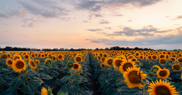 Borítókép: 6 kínai állatjegy, akinek  hatalmas szerencsét vesz az élete a mai napon - A Fém Majom időszaka rájuk sorsfordítóan hat!