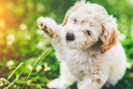 Borítókép: Itt a toklászszezon: miért veszélyes a kutyákra, és hogyan védhetjük őket?