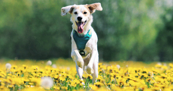 Borítókép: Egyre több utazó keres kisállatbarát szállást – már Európa vezető városai is nyitnak a házi kedvencek felé