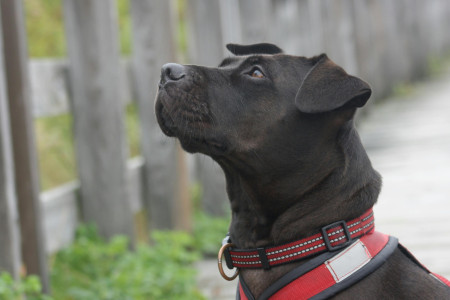 Borítókép: Kormi hazatér, avagy hogyan juttattam haza kalandos úton egy elveszett kutyát