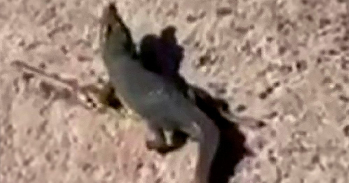 Képkocka a krokodilról készült videóból